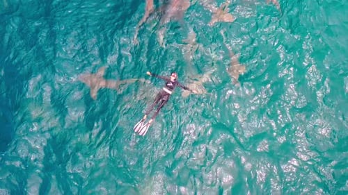 Young brave woman tourist swimming with the wild free sharks of the Bahamas