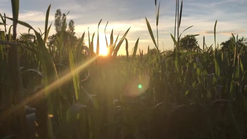 Nature
