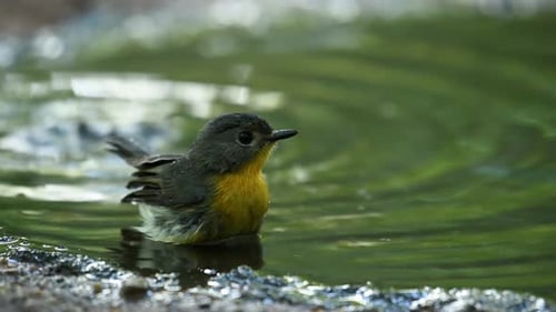 Tiny Bird Splashing in a Pond, Close Up