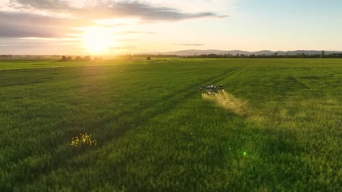 Drone Sprays Crops in Field at Sunset