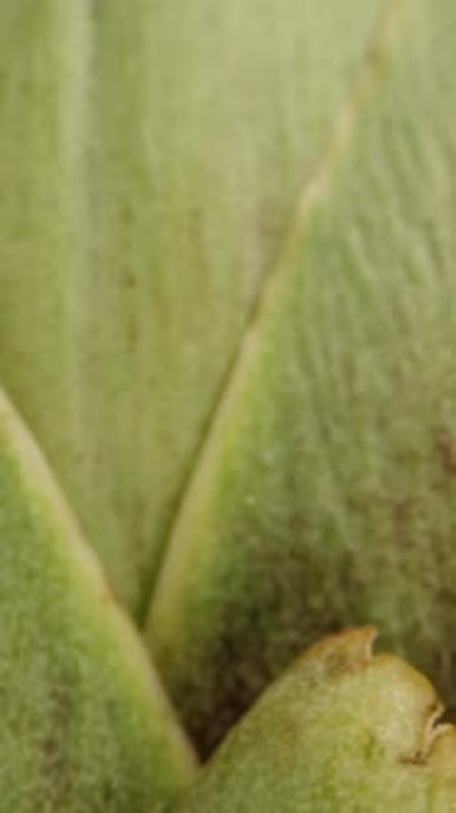 Vertical video. Artichoke Spins and Moves Further Away as if Falling onto Black Background. Macro