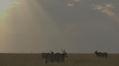 The Eland is the world's largest antelope. These impressive animals are seen here in the stunning la