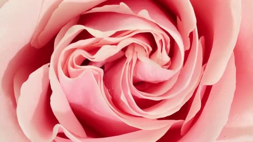 Macro Shot of Light Pink Rose Flower