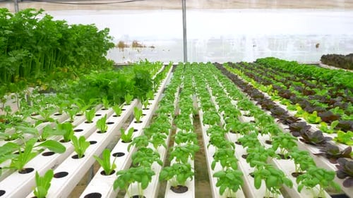 Green leafy Lettuce plants in an Hydroponic growing setting