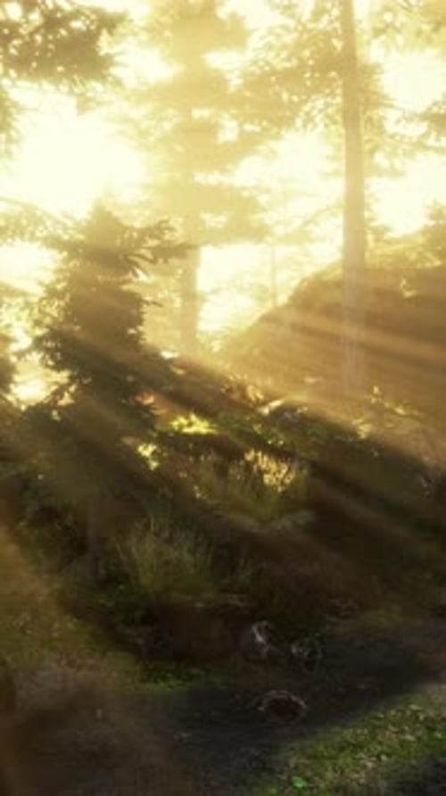 Sun Rising in a Forest with Fog