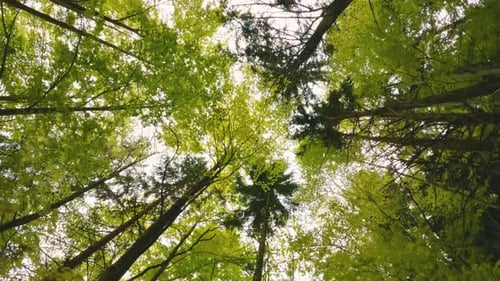 Regardant les arbres de la forêt verte paisible au printemps sur fond de nature