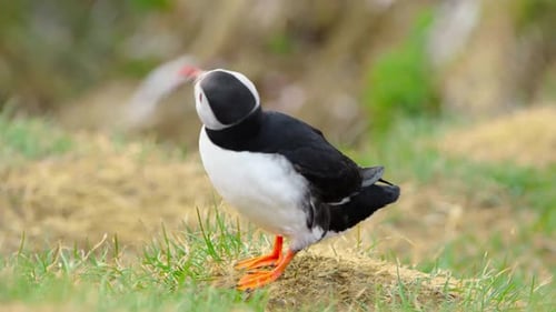 Atlantic Puffin on Cliff Top in Iceland Cute Bird in Wildlife Animal on the Ocean Coast