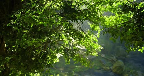 Lush Green Foliage Illuminated By Soft Sunlight in a Serene Forest Environment