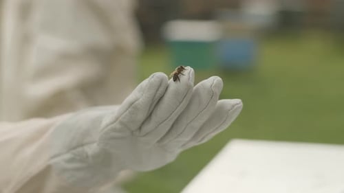 Bee on Gloved Beekeeper Hand