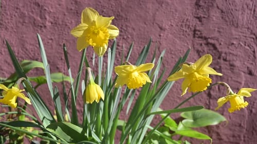 Vista de cerca de un pequeño grupo de narcisos amarillos balanceándose por el viento con fondo de pared marrón