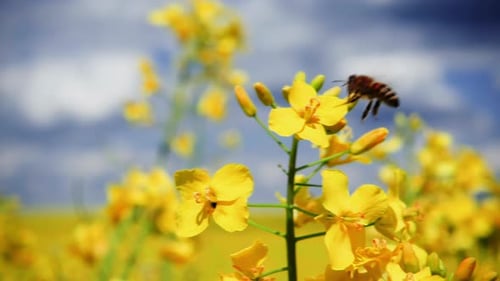 Eine Biene sammelt Nektar von einer Rapsblüte und fliegt dann davon, 250 Bilder pro Sekunde in Zeitlupe.