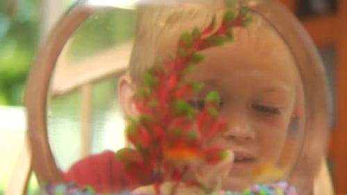 Young Boy Observes Goldfish in Glass Bowl