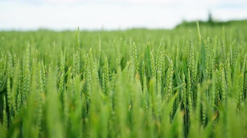 Close-up view of lush green wheat field in springtime, fresh crops growing peacefully