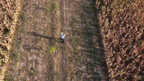 Aerial Footage Back View with Drone of the Farmer with the Corn Crate Next to the Corn Field