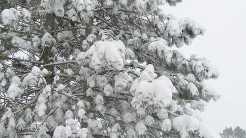 Winter Conifer Branches in the Snow After a Snowfall Halifax Canada