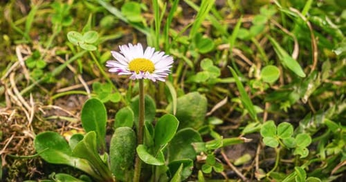 White Daisy Flower Bellis Perennis Bloom Fast in Spring Time Lapse Nature