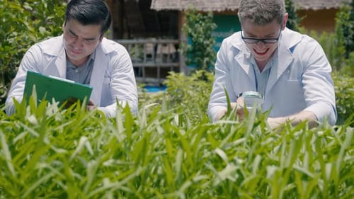 Biotechnology Man Engineer Holding Magnifying Glass Looking at Vegetables Leaf in Hydroponics Farm