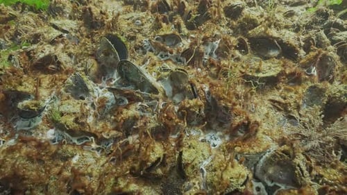 Gros plan d'une colonie mourante de moules recouverte de cyanobactéries de bulles de gaz et de moisissures marines