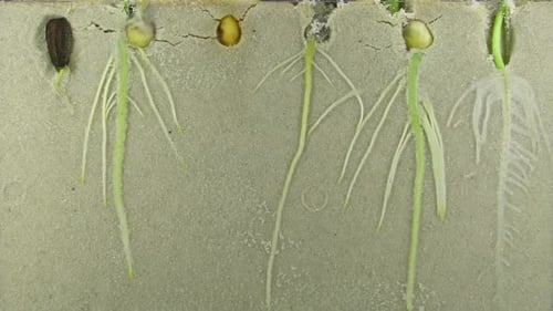 Seed Germination Time-Lapse: Plant Growth