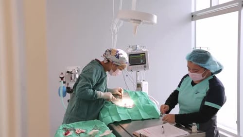 Veterinarians Operating in Clinic Operating Room 2529 Years