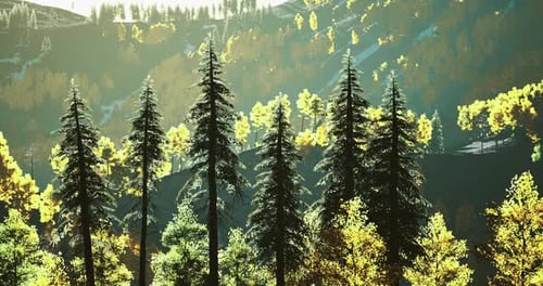 Golden Sunlight Filters Through Trees in a Vibrant Forest Landscape