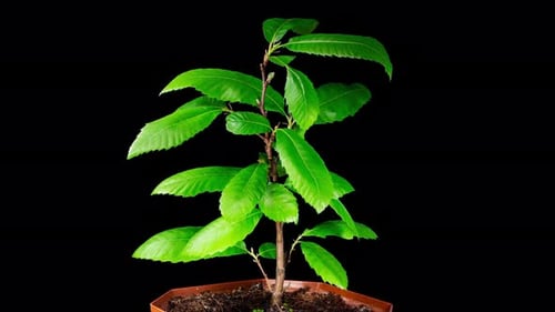 Castanea Sativa Grows Leaves from Buds in Spring. Sweet Chestnut Tree Moving Leaves in Time Lapse