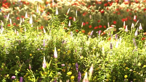 Field with Flowers During Summer Sundown