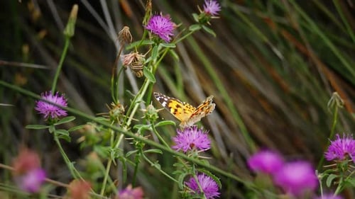 Painted Lady Butterfly Resting on Purple Thistle Flower