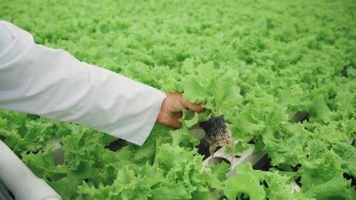 Closeup Hand of a Person in a White Lab Coat Gently Inspecting Fresh Green Lettuce in a Hydroponic