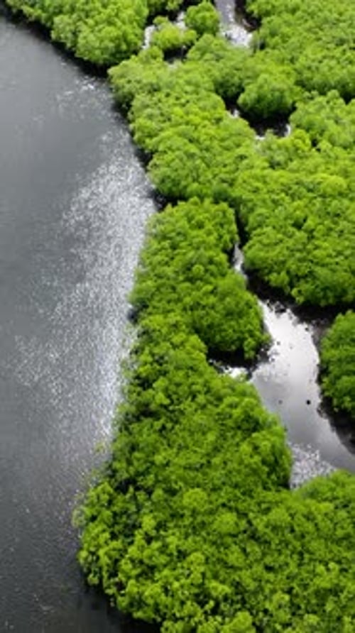 Mangrove Edge Meeting Open Water Surface Siargao Philippines