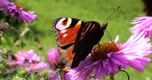 Peacock butterfly on pink chrysanthemum. Summer macro shooting.