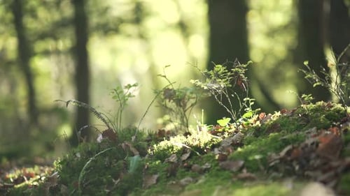 A background silhouette walking in slowmotion in the woods behind a spider web on moss