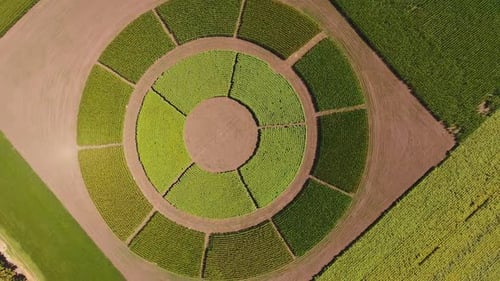 Field with agricultural plants grown on circle field. Unusual plantation with different crops