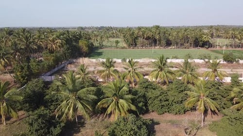 Cinematic aerial view of big farms and coconut farms in village, drone shot of farms