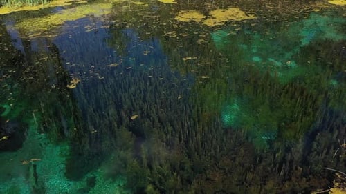 Mossy And Dirty Fish Pond 2