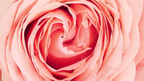 Extreme Close-Up of a Pink Rose Flower