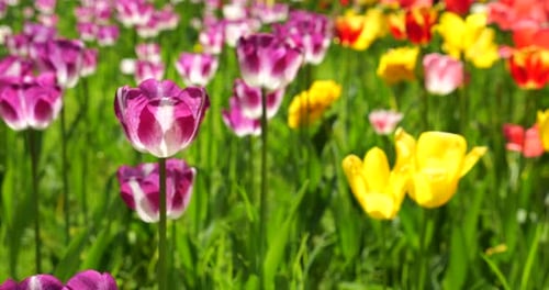 Purple and white, yellow and red tulips bloom on a flower bed in a spring park.