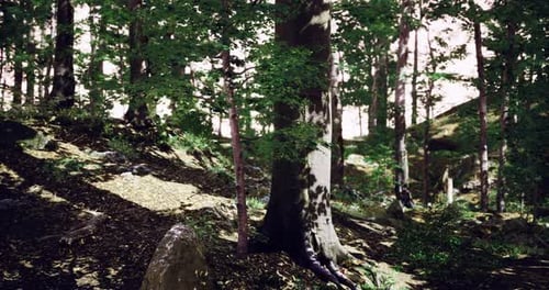 Sunlight Filters Through Trees in a Serene Forest Landscape in Nature