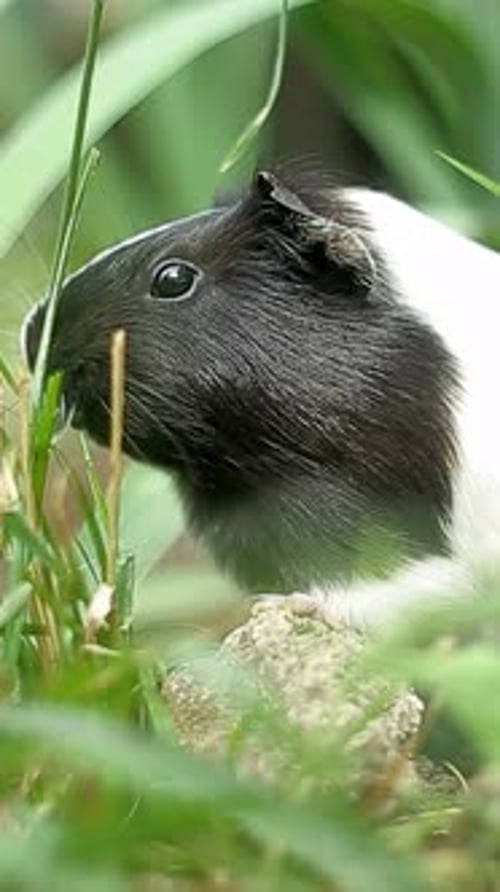 Un charmant cochon d'Inde explore joyeusement son environnement verdoyant, montrant sa curiosité naturelle et