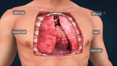 Location Of Heart And Lungs Inside Thorax