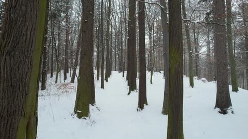 Pine Woods