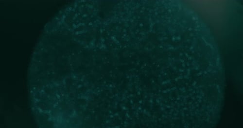 Cells Dividing Under a Microscope