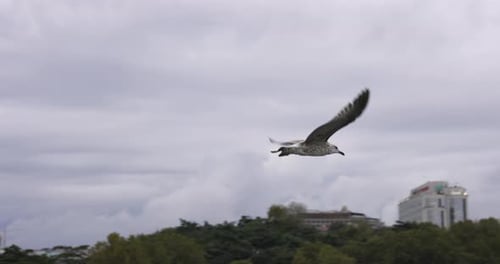 Close up shot of a seagull flying