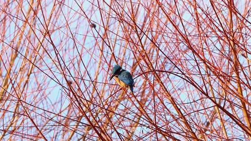 Un martin-pêcheur, Alcedo atthis, chassait du poisson dans un arbre au-dessus d'un lac. Hiver.
Royaume-Uni