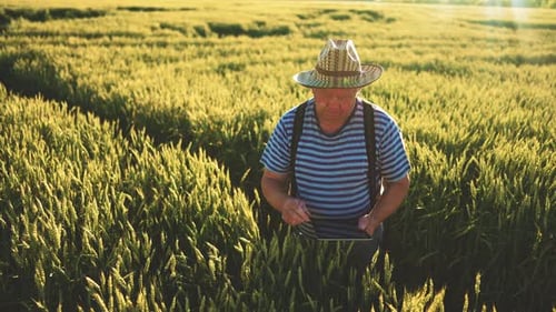 Farmer Working with Tablet in Green Wheat Field on Sun Rays at Sunset