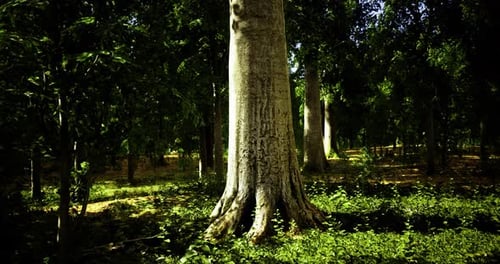 Majestic Tree Surrounded By Vibrant Greenery in a Sunlit Forest