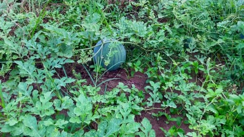 fresh young watermelon fruit on the farm
