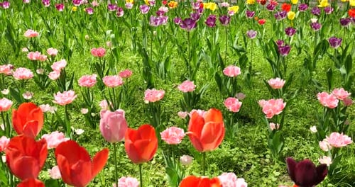 A flower bed of multi-colored bright tulips in a spring park.