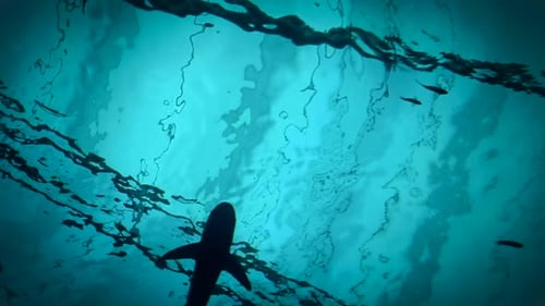 Shark Swimming Underwater at the Surface