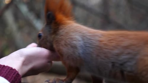 Cute Rodent Eating Food From Hand of Young Girl at Forest Wild Fluffy Squirrel Taking Sunflower